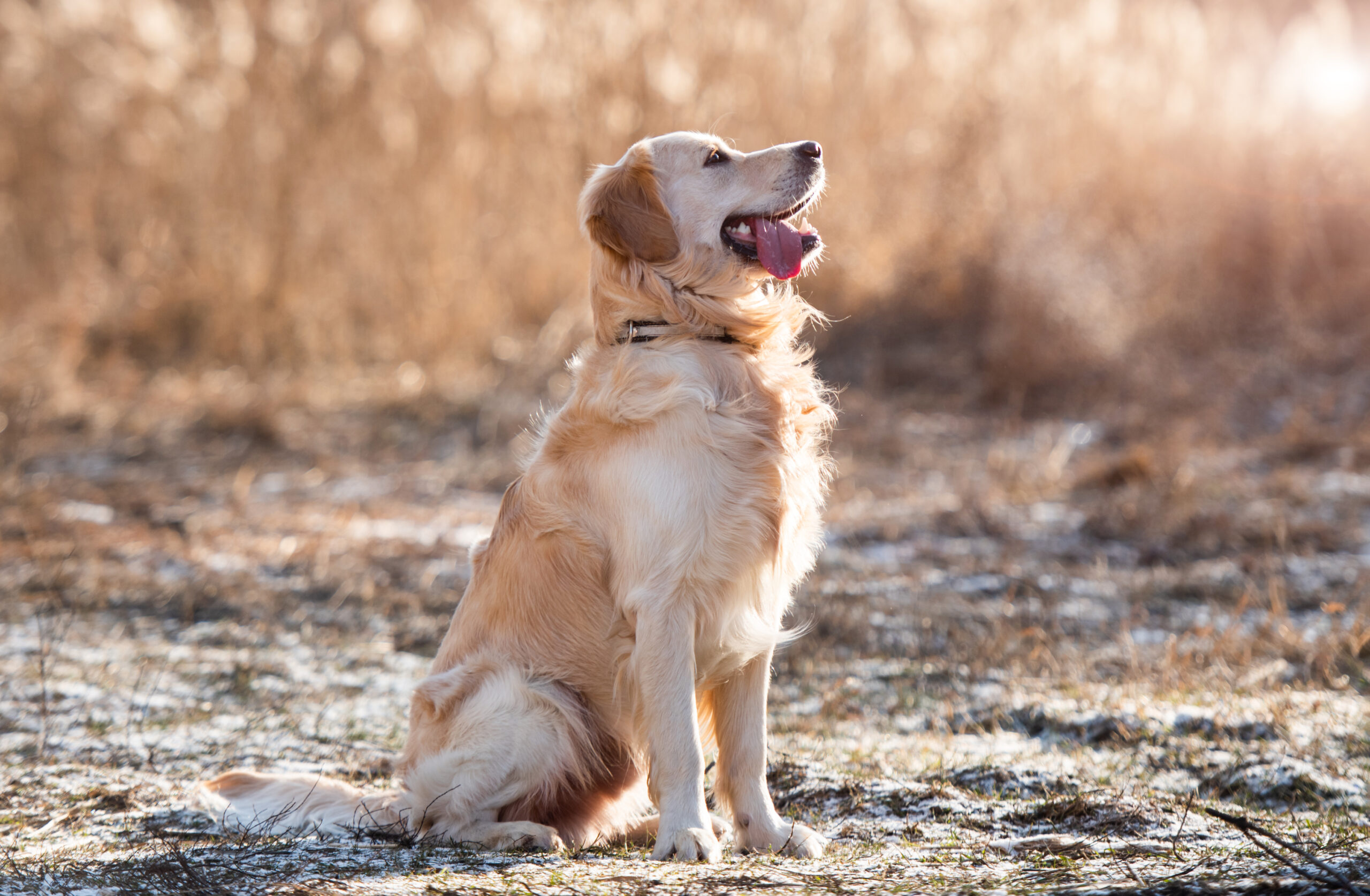 How to Keep Your Dog Happy